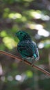 The green broadbill also known as the lesser green broadbill is a small bird in the broadbill family can be identified by its vibr