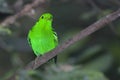 Green Broadbill, Calyptomena viridis, perched Royalty Free Stock Photo