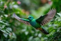 Green Broadbill MidFlight in Lush Foliage Royalty Free Stock Photo