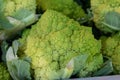 Green Broccoflower vegetable, Brassica oleracea, at a farmers market