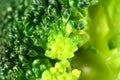 Green broccoli