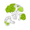 Green broccoli abstract line art on white background.Doodle food vegetables vector illustration