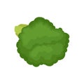 Green broccoli concept. Organic food. Vector illustration.
