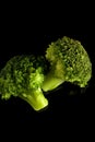 Green broccoli with dark black background in vertical Brassica oleracea var italica Royalty Free Stock Photo