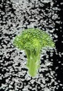 Green broccoli falling in water with air bubbles Royalty Free Stock Photo