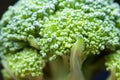 Green broccoli flowers Royalty Free Stock Photo