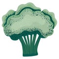 green broccoli illustration Royalty Free Stock Photo