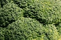 Green broccoli macro texture cabbage