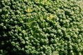 Green broccoli macro texture