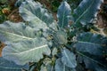 Green broccoli plant with dew or water drops Royalty Free Stock Photo