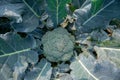 Green broccoli plant with dew or water drops Royalty Free Stock Photo