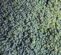 Green Broccoli texture in white background Royalty Free Stock Photo