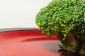 Green Brocolli on Red and Black Plate on White Background Royalty Free Stock Photo