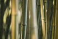 Green and brown Bamboo detail Royalty Free Stock Photo