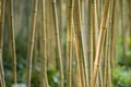 Green and brown Bamboo detail Royalty Free Stock Photo