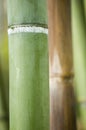 Green and brown Bamboo detail Royalty Free Stock Photo