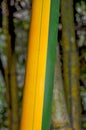 Green and brown Bamboo detail Royalty Free Stock Photo