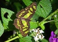 Malachite Neotropical butterfly on green leaves