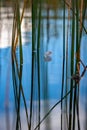 Green and brown cane stalks in blue water and a floating white feather with reflections of the sky