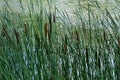 Cat tails and River Royalty Free Stock Photo
