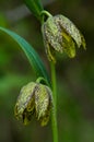 Green and Brown