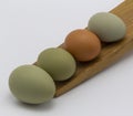 green, brown chicken eggs in line on a wooden egg rolling tray white background. Easter holiday eggs natural colour