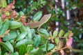 A green and brown colored lizard on a bush Royalty Free Stock Photo
