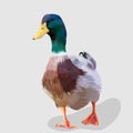 green and brown duck bird realistic hand drawn vector and illustrations white background Royalty Free Stock Photo