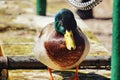 Green and brown duck - front view Royalty Free Stock Photo