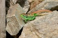 Green-brown european lizard