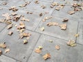 Green and brown fallen autumn leaves on the pavement