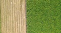 Green and brown field divided in half. Aerial view rows of soil before planting.Sugar cane farm pattern in a plowed field prepared