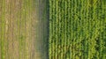 Green and brown field divided in half. Aerial view rows of soil before planting.Sugar cane farm pattern in a plowed field prepared Royalty Free Stock Photo