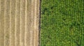 Green and brown field divided in half. Aerial view rows of soil before planting.Sugar cane farm pattern in a plowed field prepared Royalty Free Stock Photo