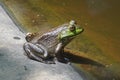A Green And Brown Frog Sits On A Rock Next To A Pond Royalty Free Stock Photo