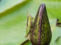 Green and Brown Grasshopper Royalty Free Stock Photo