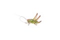 Green brown grasshopper on a white background Royalty Free Stock Photo