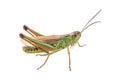 Green brown grasshopper on a white background