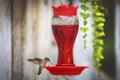 Green and brown hummingbird drinking bright red nectar in a porch feeder Royalty Free Stock Photo