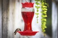 Green and brown hummingbird drinking bright red nectar in a porch feeder Royalty Free Stock Photo