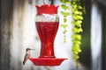 Green and brown hummingbird drinking bright red nectar in a porch feeder Royalty Free Stock Photo