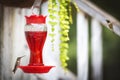Green and brown hummingbird drinking bright red nectar in a porch feeder Royalty Free Stock Photo