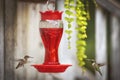 Green and brown hummingbird drinking bright red nectar in a porch feeder Royalty Free Stock Photo