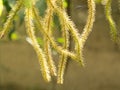 Green and brown huperzia squarrosa fern leaves in nature garden