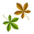 Green and brown leaf of horse chestnut tree on a white background.