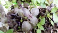 Green and brown leaves of basil seedlings for gardening Royalty Free Stock Photo