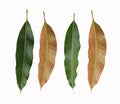 Green and brown Leaves of mango trees isolated on white background. Royalty Free Stock Photo