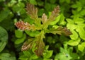 Green-brown leaves of a young oak