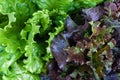 Green and brown leaf lettuce growing in kitchen garden, top view Royalty Free Stock Photo