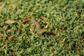 Green and brown lizard in grass of tropical summer garden Royalty Free Stock Photo